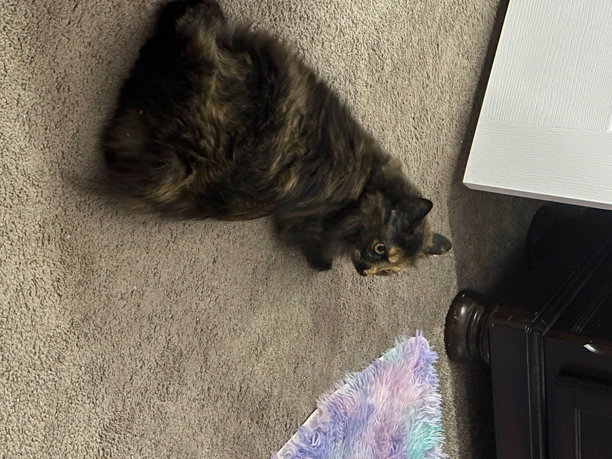 Roxanne is registered to the contest to win money with this photo: black_cat, carnivore, cat, claw, comfort, dog_breed, domestic_short_haired_cat, felidae, floor, flooring, fur, grey, hardwood, human_leg, paw, small_to_medium_sized_cats, snout, tail, whiskers, wood