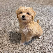 Millie is registered to the contest to win money with this photo: puppy, dog, carpet, indoor, small_dog, fluffy, cute, pet, animal, floor, looking_up, curious, young_dog, furry, domestic_animal, household, cozy, shoes, crate, tail