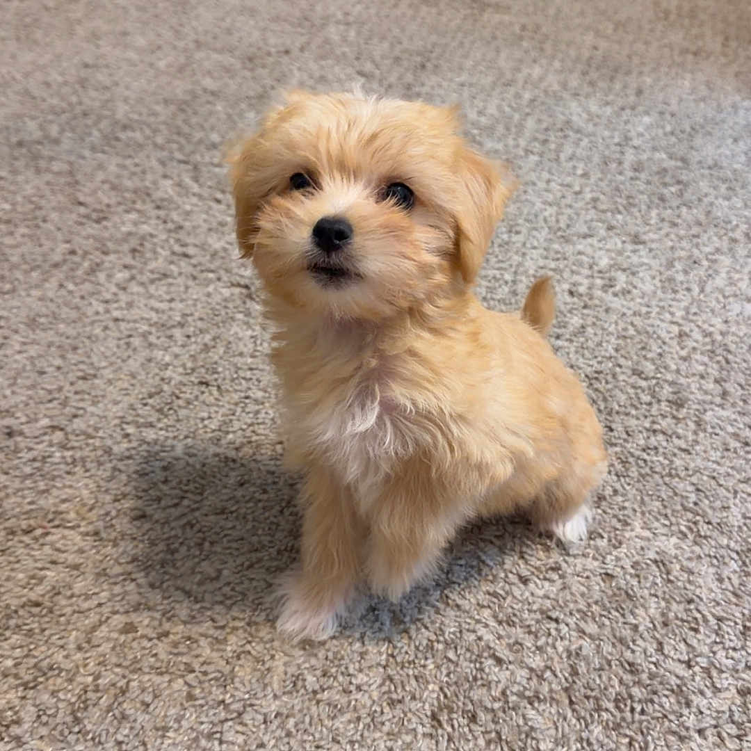 Millie