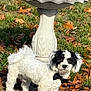adorable, animal, autumn_leaves, birdbath, black_fur, bow_tie, curly_fur, cute, daylight, dog, fall, garden, grass, nature, outdoor, pet, portrait, small_dog, standing, white_fur