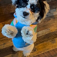 Jax is registered to the contest to win money with this photo: adorable, animal, black_and_white, colorful, companion, cute, dog, domestic, fluffy, front_paws, fur, hind_legs, indoor, looking_up, pet, puppy, small_dog, standing, sweater, wooden_floor