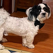 Jax joined the competition — help win amazing prizes! dog, pet, indoor, bow_tie, white_fur, black_fur, wooden_floor, curious, standing, small_dog, fluffy, companion, domestic_animal, animal, cute, household, portrait, fur, looking, paw