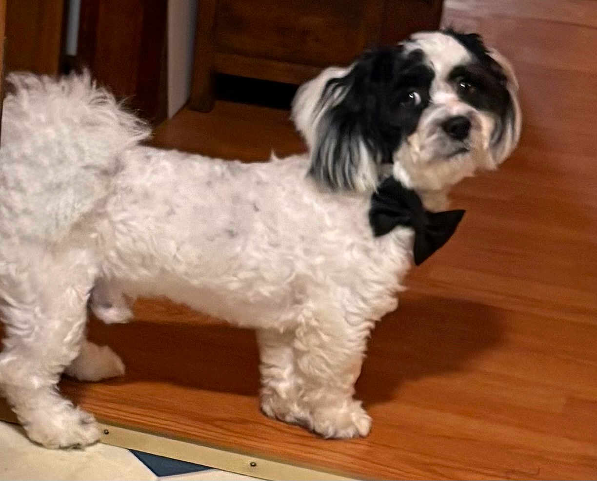 Jax joined the competition — help win amazing prizes! dog, pet, indoor, bow_tie, white_fur, black_fur, wooden_floor, curious, standing, small_dog, fluffy, companion, domestic_animal, animal, cute, household, portrait, fur, looking, paw