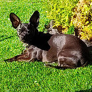 Mio joined the competition — help win amazing prizes! dog, black_dog, grass, outdoor, sunlight, garden, plant, greenery, pet, animal, relaxing, canine, ear, collar, nature, summer, small_dog, sunny, laying_down, backyard