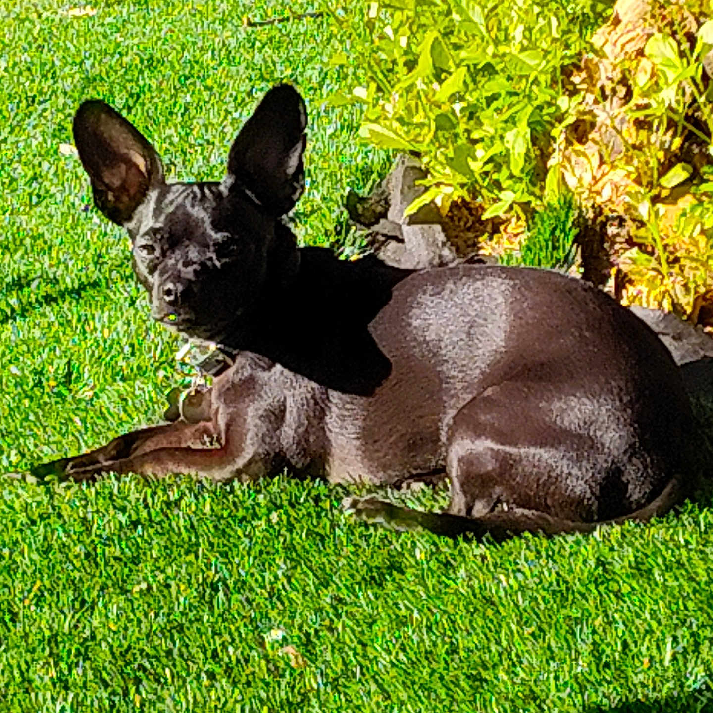 Mio joined the competition — help win amazing prizes! animal, backyard, black_dog, canine, collar, dog, ear, garden, grass, greenery, laying_down, nature, outdoor, pet, plant, relaxing, small_dog, summer, sunlight, sunny