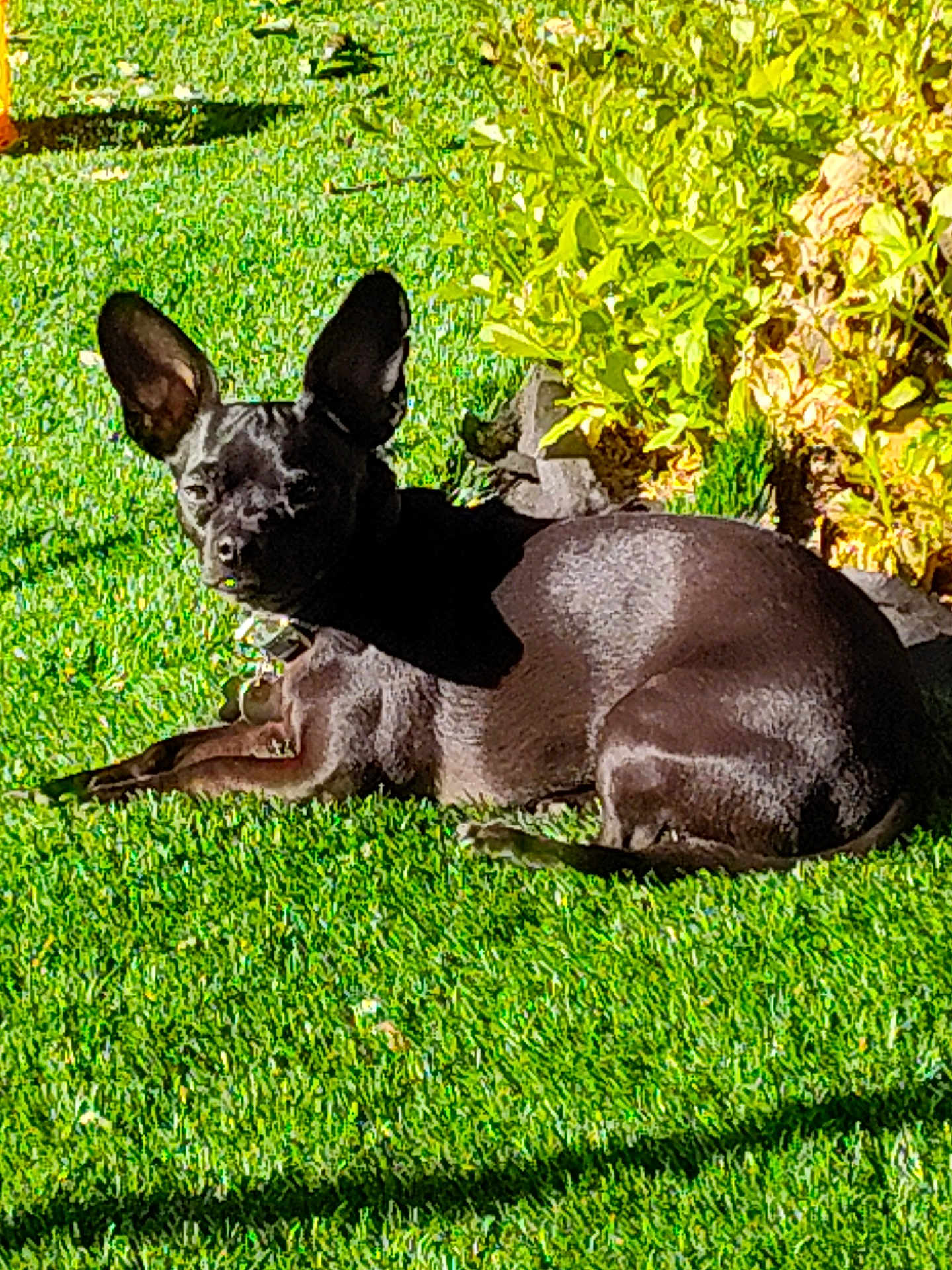 Mio joined the competition — help win amazing prizes! dog, black_dog, grass, outdoor, sunlight, garden, plant, greenery, pet, animal, relaxing, canine, ear, collar, nature, summer, small_dog, sunny, laying_down, backyard