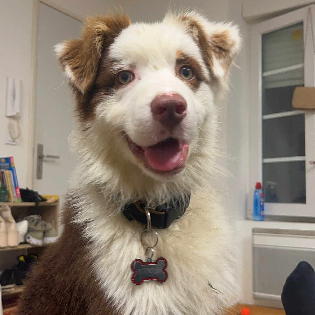 Nounours a rejoint le concours — aidez-le/la à gagner de superbes lots ! accessories, animal, architecture, building, canine, clothing, couch, dog, eskimodog, furniture, hosiery, husky, indoors, interiordesign, livingroom, pet, puppy, room, sock, strap