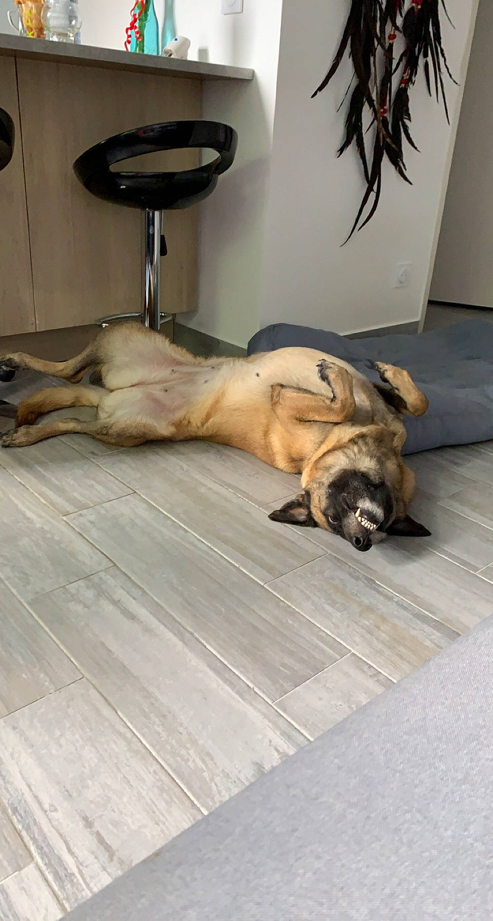 Leïka a rejoint le concours — aidez-le/la à gagner de superbes lots ! art, canidae, carnivore, comfort, companion_dog, dog, dog_breed, fawn, felidae, floor, flooring, fur, hardwood, liver, snout, sporting_group, tail, terrestrial_animal, wood, wood_flooring