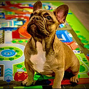 Gizmo is registered to the contest to win money with this photo: dog, french_bulldog, pet, animal, brown, white_chest, ears, play_mat, colorful, indoor, floor, paw, looking_up, cute, portrait, companion, friendly, young_dog, sitting, expression