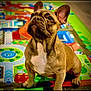 dog, french_bulldog, pet, animal, brown, white_chest, ears, play_mat, colorful, indoor, floor, paw, looking_up, cute, portrait, companion, friendly, young_dog, sitting, expression