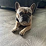 Gizmo is registered to the contest to win money with this photo: dog, french_bulldog, pet, animal, indoor, floor, wooden_floor, couch, living_room, brown, ears, face, eyes, paws, collar, fur, canine, looking, resting, home
