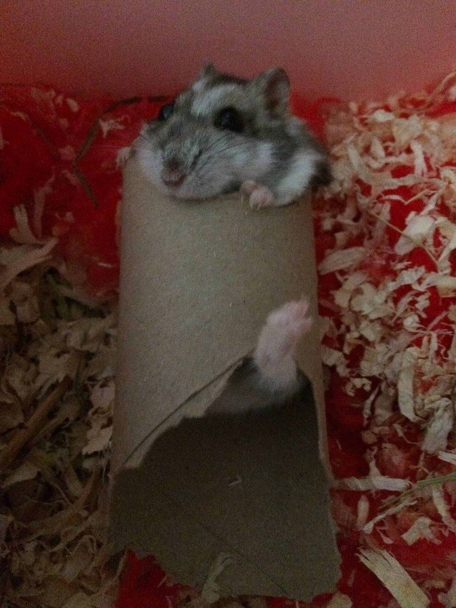 Grisette participe au concours pour gagner de l'argent avec cette photo : chinchilla, degu, fawn, gerbil, hamster, muridae, muroidea, rodent