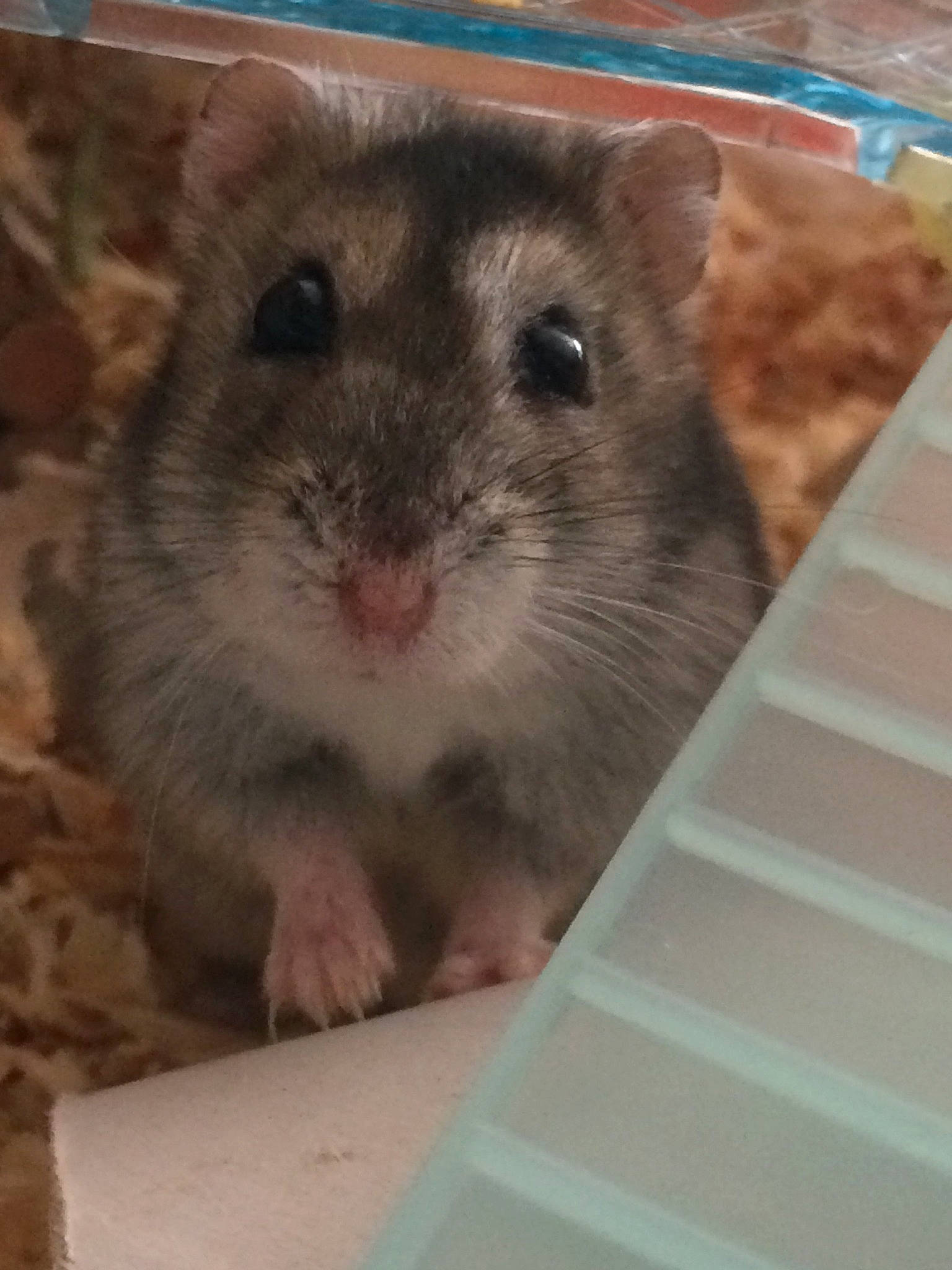 Grisette participe au concours pour gagner de l'argent avec cette photo : chinchilla, degu, dormouse, fare, fawn, gerbil, hamster, mammal, mouse, muridae, muroidea, organism, pest, rat, rodent, snout, vertebrate, whiskers, wildlife