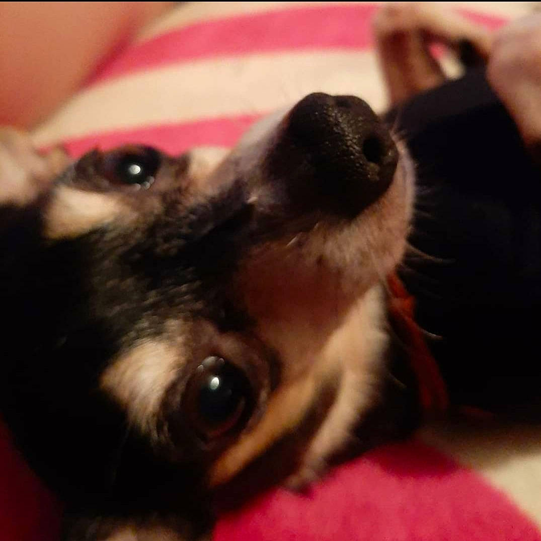 Pistol is registered to the contest to win money with this photo: audio_equipment, canidae, carnivore, companion_dog, dog, dog_breed, ear, eyelash, fawn, fur, paw, puppy_love, snout, sporting_group, toy_dog, whiskers, working_animal, working_dog