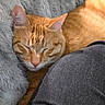 Oliver is registered to the contest to win money with this photo: cat, orange_tabby, sleeping, cozy, fluffy_blanket, gray_blanket, gray_fabric, closeup, pet, fur, whiskers, relaxation, nap, indoor, domestic_cat, cute, peaceful, resting, soft_texture, warm_light