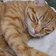 Oliver joined the competition — help win amazing prizes! cat, ginger_cat, sleeping, close_up, fur, whiskers, pink_nose, tabby, relaxed, animal, pet, indoor, cozy, soft, blanket, resting, mammal, cute, feline, peaceful