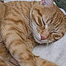 cat, ginger_cat, sleeping, close_up, fur, whiskers, pink_nose, tabby, relaxed, animal, pet, indoor, cozy, soft, blanket, resting, mammal, cute, feline, peaceful