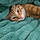 Oliver