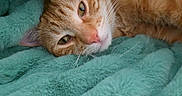 Oliver joined the competition — help win amazing prizes! cat, orange_tabby, pet, feline, fluffy_blanket, cozy, resting, closeup, soft_texture, indoor, cute, sleepy, comfort, warm, animal, whiskers, relaxed, fur, nap, domestic_animal