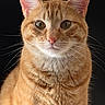 Oliver is registered to the contest to win money with this photo: cat, ginger_cat, close_up, portrait, feline, pet, animal, whiskers, ears, fur, green_eyes, sitting, indoor, domestic_cat, cute, calm, looking_at_camera, mammal, soft_light, background