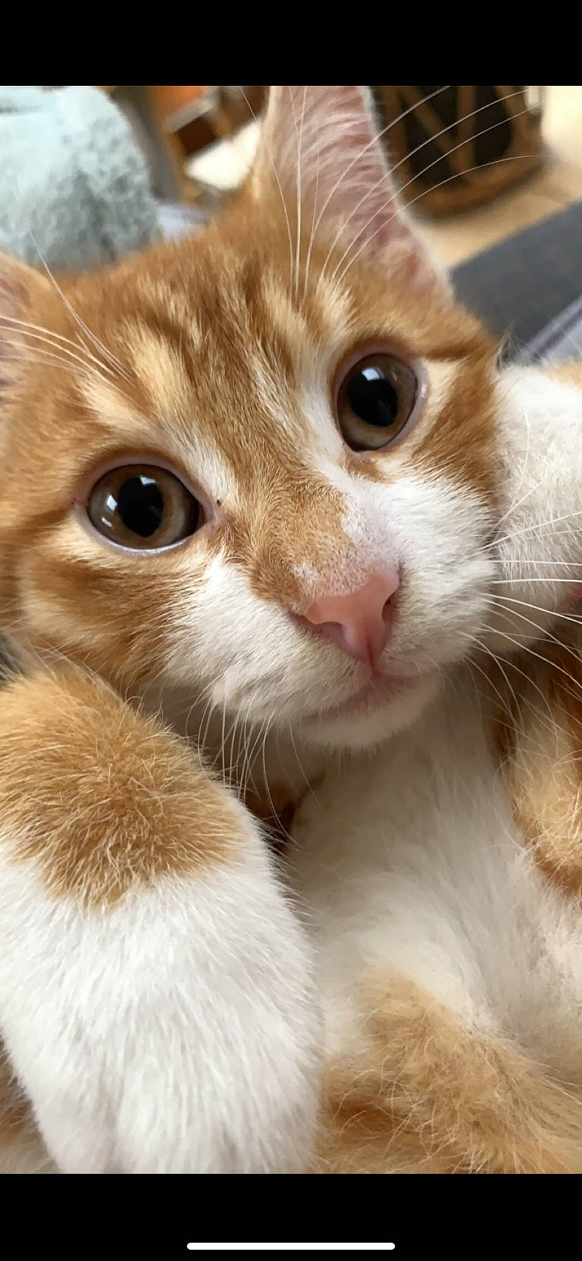 Nic Nac a rejoint le concours — aidez-le/la à gagner de superbes lots ! carnivore, cat, close_up, domestic_short_haired_cat, ear, eye, eyelash, fawn, felidae, fur, head, paw, small_to_medium_sized_cats, snout, terrestrial_animal, whiskers