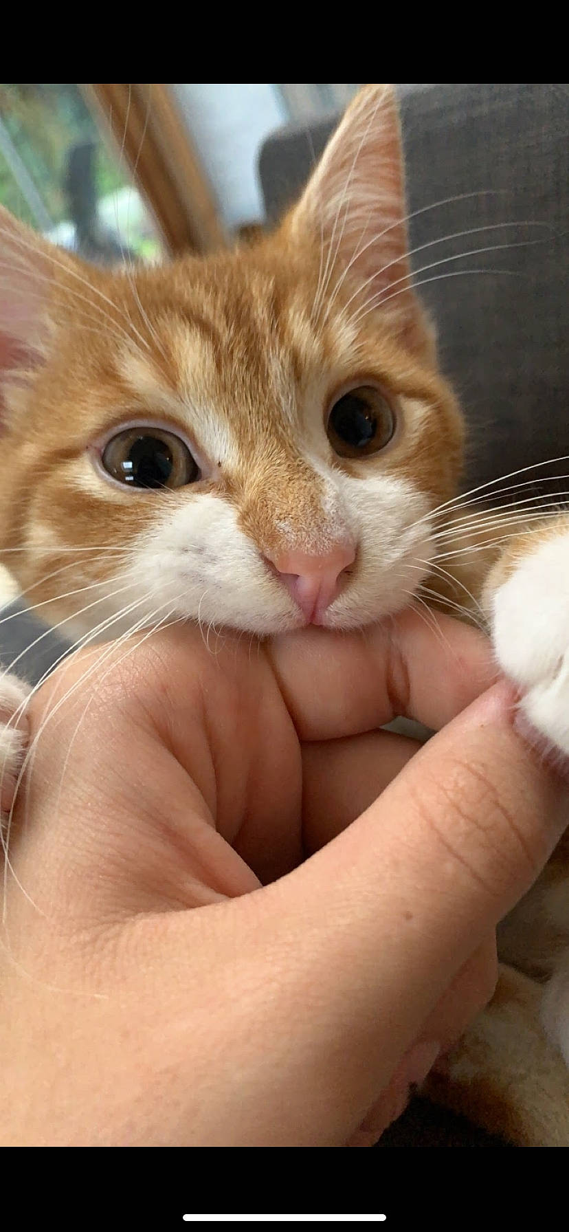 Nic Nac participe au concours pour gagner de l'argent avec cette photo : carnivore, cat, claw, domestic_short_haired_cat, ear, eye, eyelash, fawn, felidae, finger, fur, gesture, hair, hand, nail, paw, small_to_medium_sized_cats, snout, thumb, whiskers