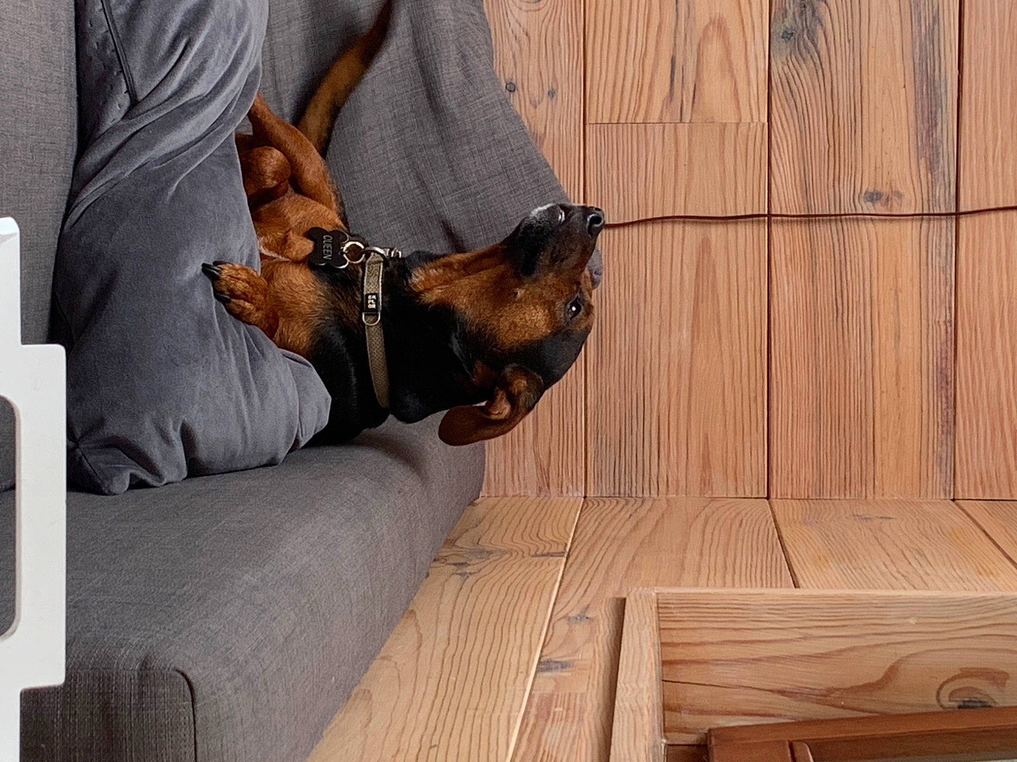 Queen Maurice participe au concours pour gagner de l'argent avec cette photo : brown, canidae, carnivore, comfort, companion_dog, dog, dog_breed, ear, fawn, flooring, hardwood, lumber, plank, snout, sporting_group, toy_dog, varnish, wood, wood_stain, working_animal