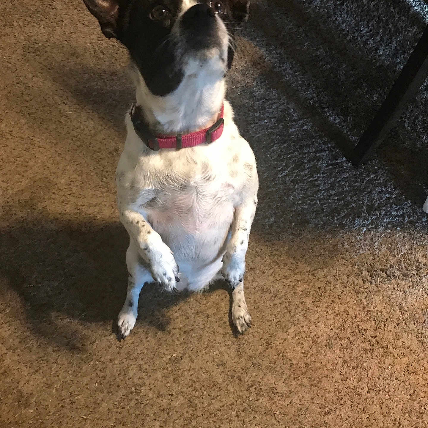 Bella is registered to the contest to win money with this photo: alert, animal, attention, black_and_white_dog, brown_carpet, carpet, companion, cute, dog, domestic, hind_legs, indoor, looking_up, pet, pink_collar, shadow, sitting, small_dog, table_leg, waiting