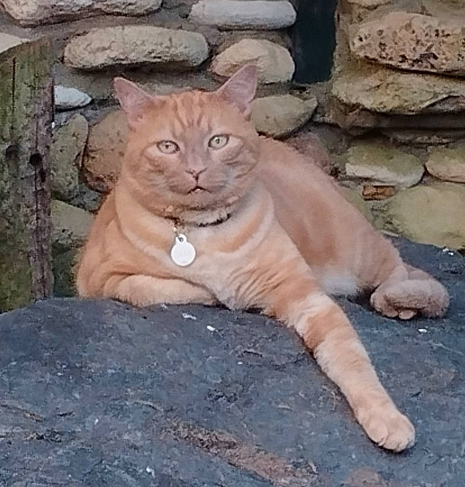 Jazz a rejoint le concours — aidez-le/la à gagner de superbes lots ! bedrock, big_cats, carnivore, cat, claw, cougar, eye, fawn, felidae, fur, lion, puma, sitting, small_to_medium_sized_cats, snout, tail, terrestrial_animal, trunk, whiskers, wildlife