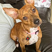 Maga joined the competition — help win amazing prizes! dog, brindle, pink_collar, ears, couch, remote_control, pillow, striped_cushion, indoor, pet, animal, brown, white_chest, sitting, head_tilt, curious, looking, domestic, comfortable, close_up