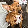 dog, brindle, pink_collar, ears, couch, remote_control, pillow, striped_cushion, indoor, pet, animal, brown, white_chest, sitting, head_tilt, curious, looking, domestic, comfortable, close_up