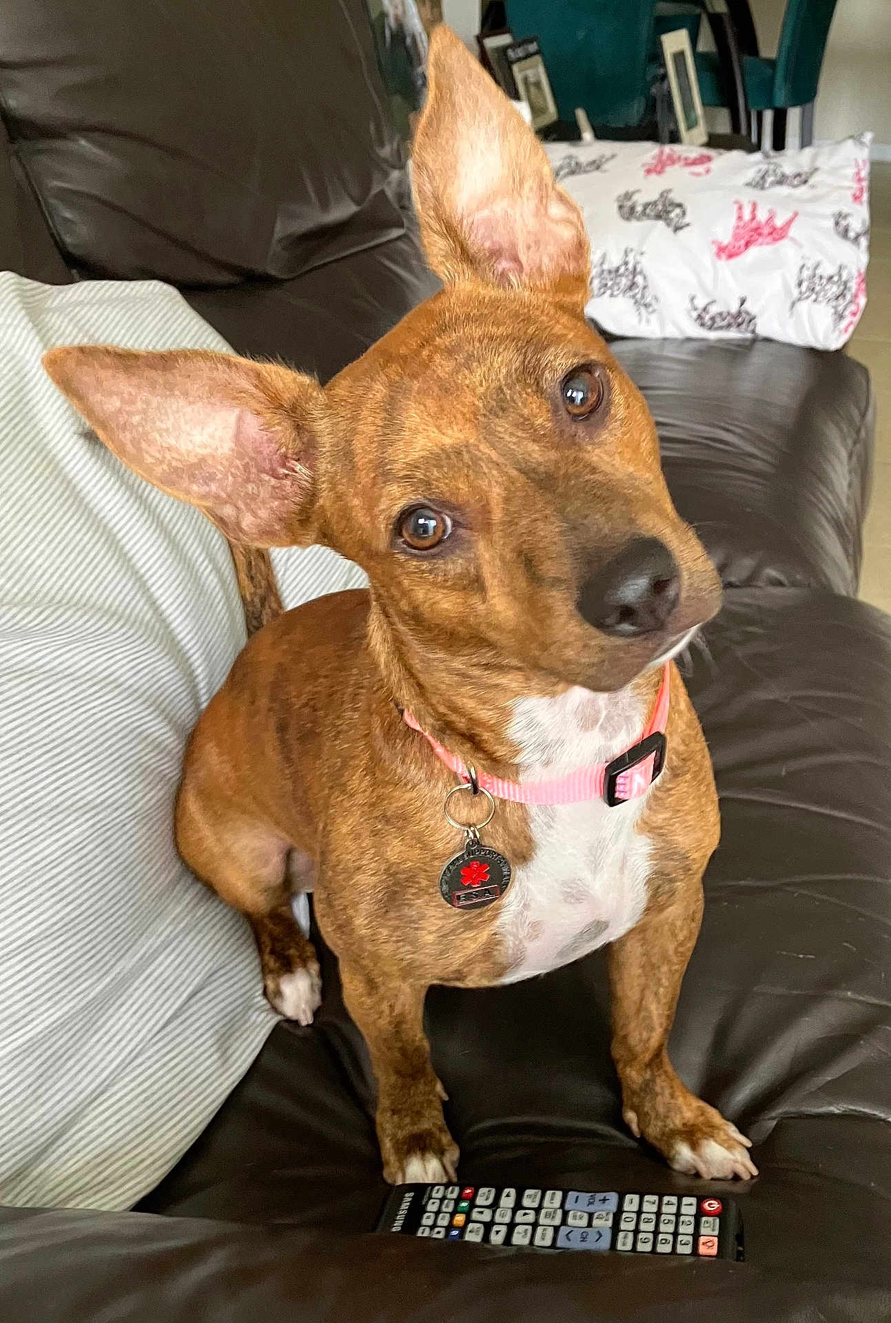 Maga joined the competition — help win amazing prizes! dog, brindle, pink_collar, ears, couch, remote_control, pillow, striped_cushion, indoor, pet, animal, brown, white_chest, sitting, head_tilt, curious, looking, domestic, comfortable, close_up