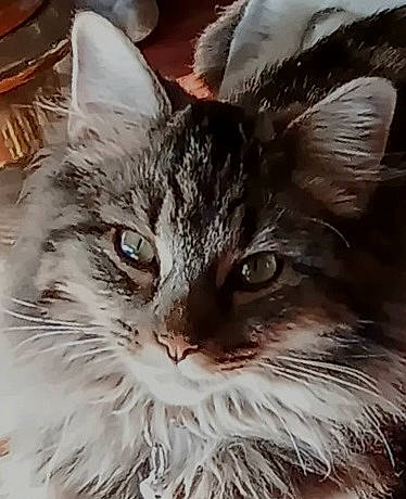 Margaret is registered to the contest to win money with this photo: carnivore, cat, claw, domestic_short_haired_cat, felidae, fur, maine_coon, paw, plant, small_to_medium_sized_cats, snout, tableware, tree, whiskers