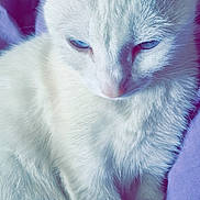 Ninou a rejoint le concours — aidez-le/la à gagner de superbes lots ! animal, blue_eyes, cat, close_up, cute, ears, feline, fluffy, fur, indoor, mammal, pet, portrait, purple_background, relaxed, resting, sleepy, soft_texture, whiskers, white_cat