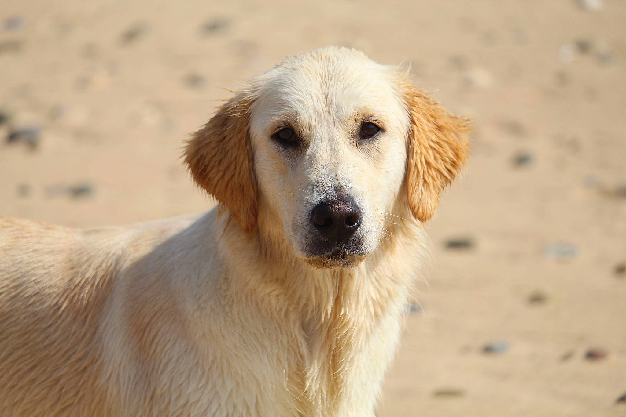 Tiara participe au concours pour gagner de l'argent avec cette photo : canidae, carnivore, companion_dog, dog, dog_breed, fawn, fur, golden_retriever, gun_dog, hunting_dog, retriever, snout, sporting_group, terrestrial_animal, whiskers, wildlife, working_dog