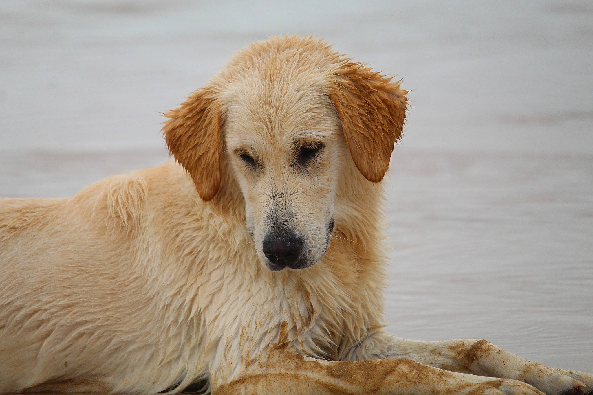 Tiara a rejoint le concours — aidez-le/la à gagner de superbes lots ! canidae, carnivore, companion_dog, dog, dog_breed, fawn, fur, retriever, sporting_group, tail, terrestrial_animal, water, wood