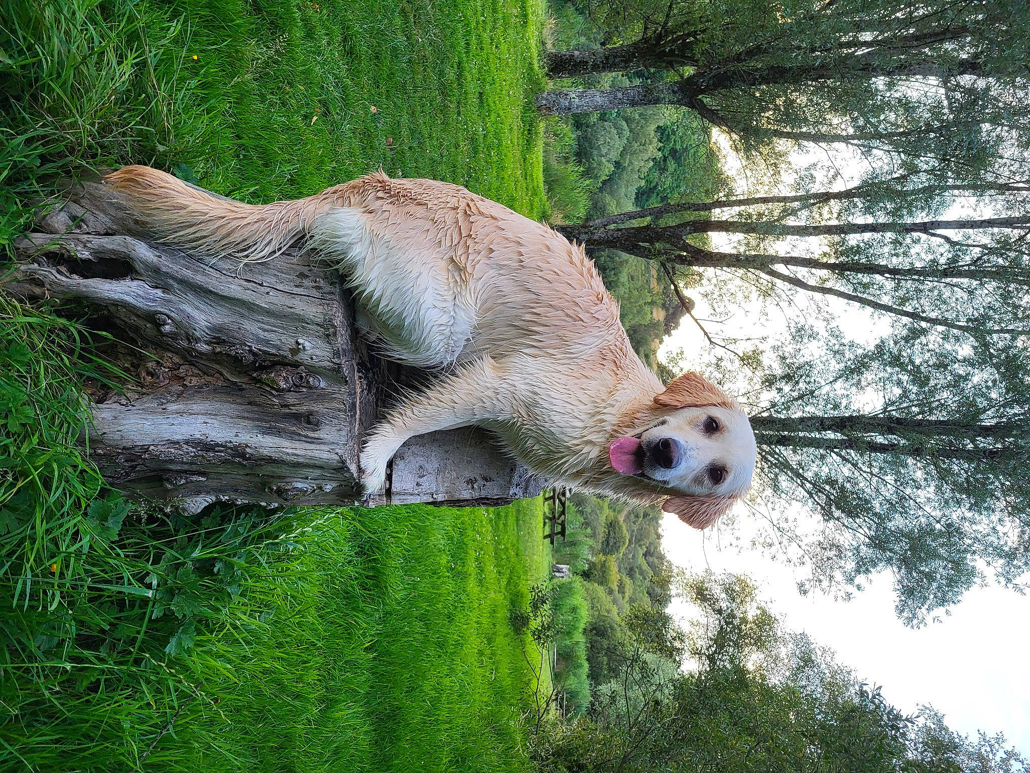 Tiara a rejoint le concours — aidez-le/la à gagner de superbes lots ! art, beak, branch, fawn, grass, groundcover, jungle, plant, sculpture, sky, snout, terrestrial_animal, terrestrial_plant, tree, trunk, twig, wildlife, wood, woody_plant