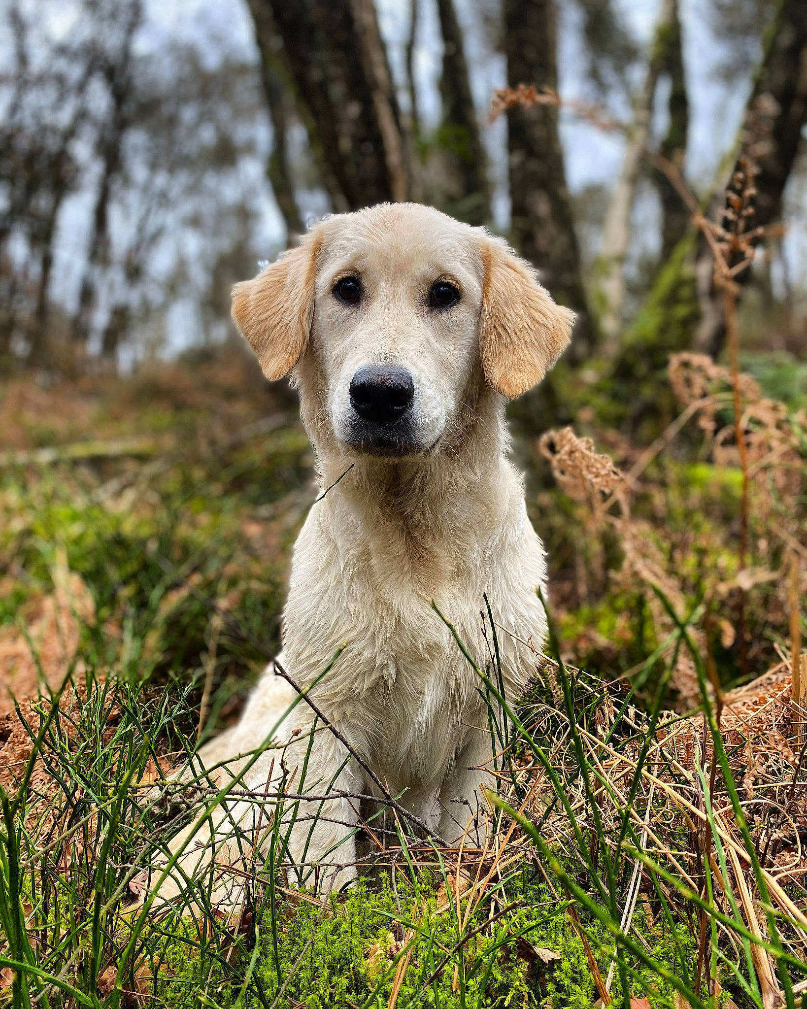 Tiara a rejoint le concours — aidez-le/la à gagner de superbes lots ! canidae, carnivore, companion_dog, dog, dog_breed, fawn, forest, fur, grass, natural_landscape, plant, retriever, snout, sporting_group, tail, terrestrial_animal, tree, wildlife, wood, working_animal
