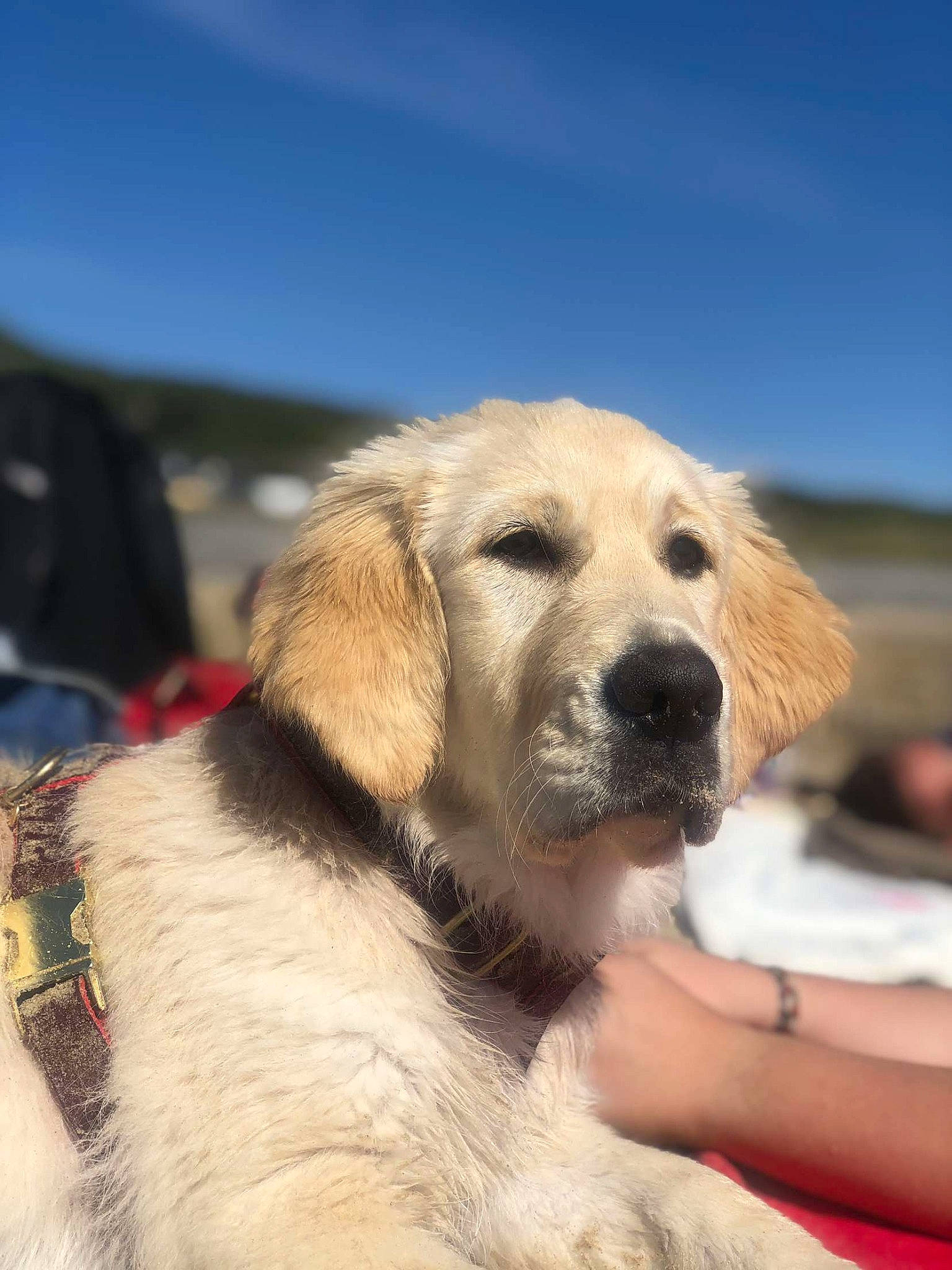 Ruby a rejoint le concours — aidez-le/la à gagner de superbes lots ! canidae, carnivore, companion_dog, dog, dog_breed, fawn, golden_retriever, mammal, retriever, snout, sporting_group, vertebrate