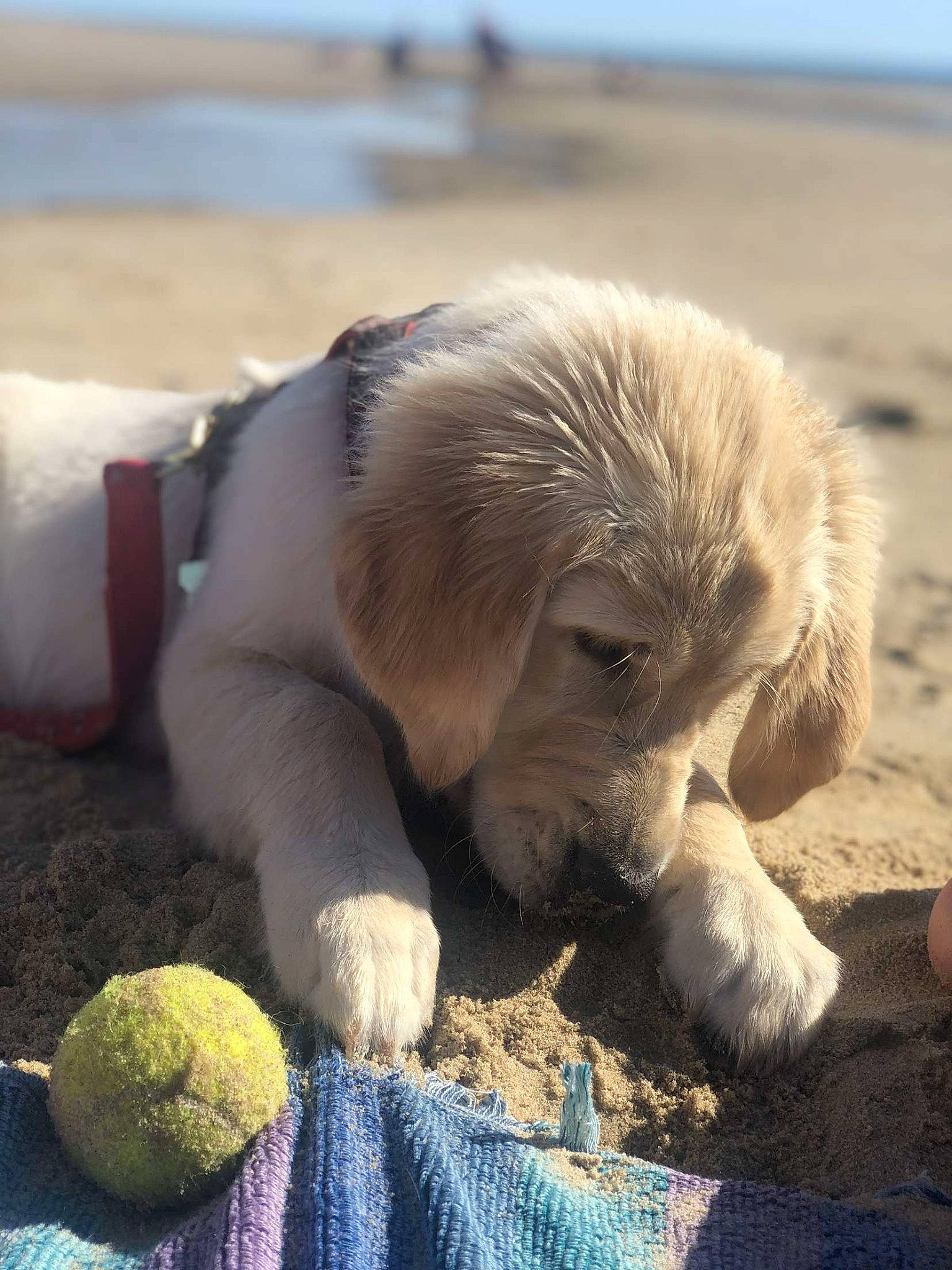 Ruby participe au concours pour gagner de l'argent avec cette photo : canidae, carnivore, dog, dog_breed, fawn, golden_retriever, mammal, puppy, retriever, snout, sporting_group, vertebrate