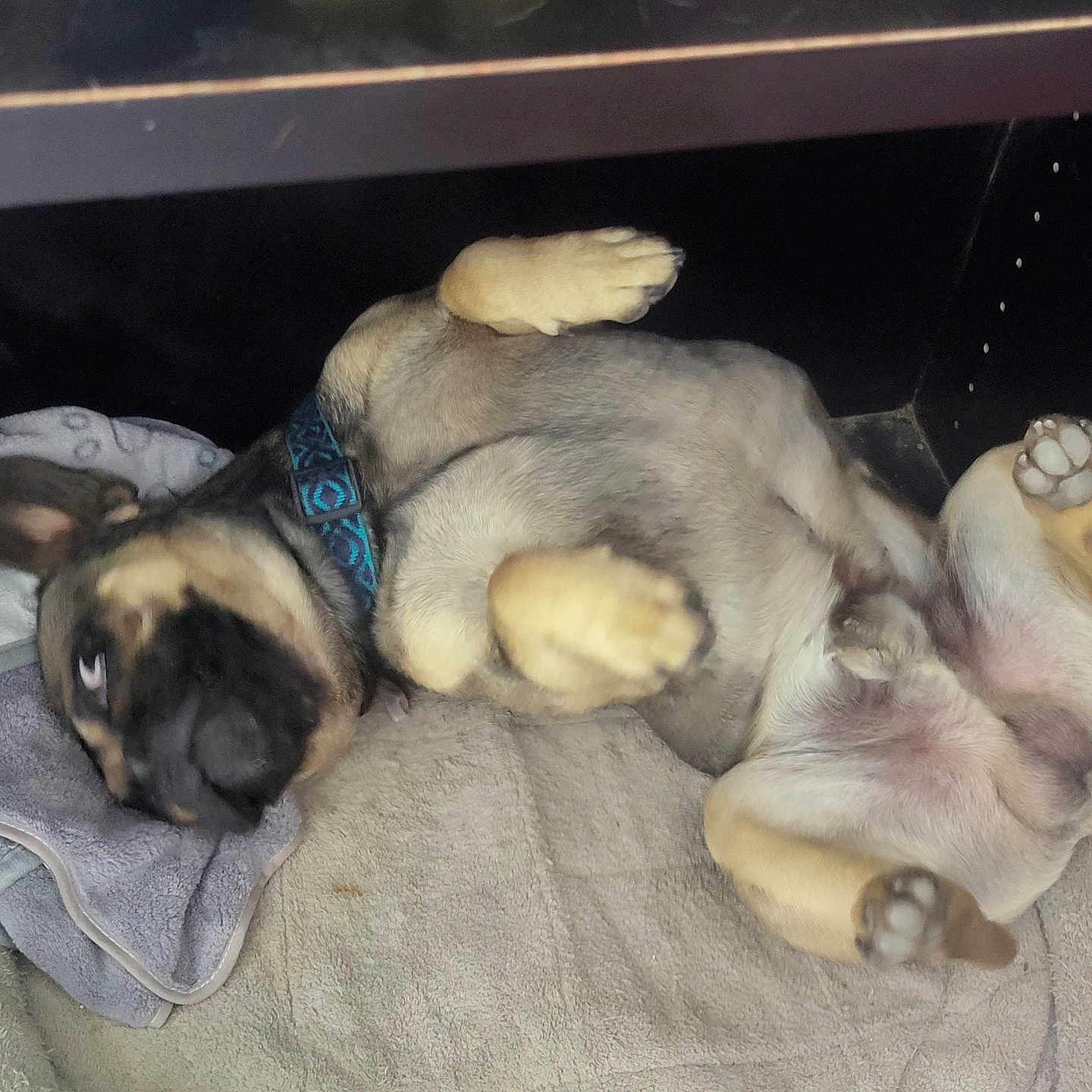 Cash joined the competition — help win amazing prizes! animal, bed, black_and_tan, blanket, canine, collar, cozy, cute, dog, fur, indoor, lying_down, paw, paw_pads, pet, puppy, relaxed, resting, sleeping_area, young_dog