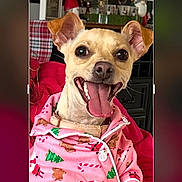 Snow is registered to the contest to win money with this photo: animal, christmas_theme, collar, cute, decoration, dog, ears_up, festive, happy, holiday, indoor, mammal, pajamas, pet, pink_clothing, seated, small_dog, smiling, tongue_out, window
