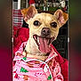 animal, christmas_theme, collar, cute, decoration, dog, ears_up, festive, happy, holiday, indoor, mammal, pajamas, pet, pink_clothing, seated, small_dog, smiling, tongue_out, window