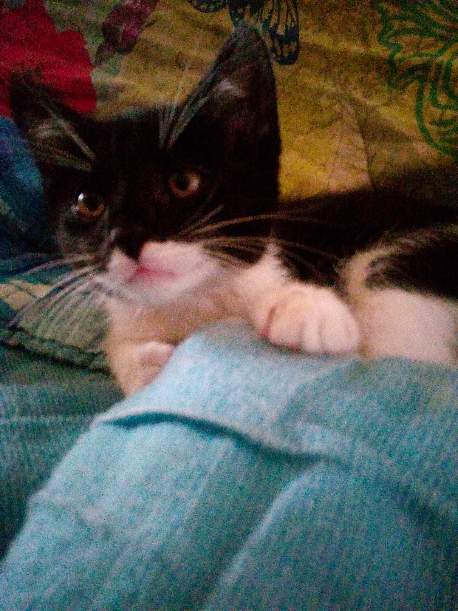 Roxa
