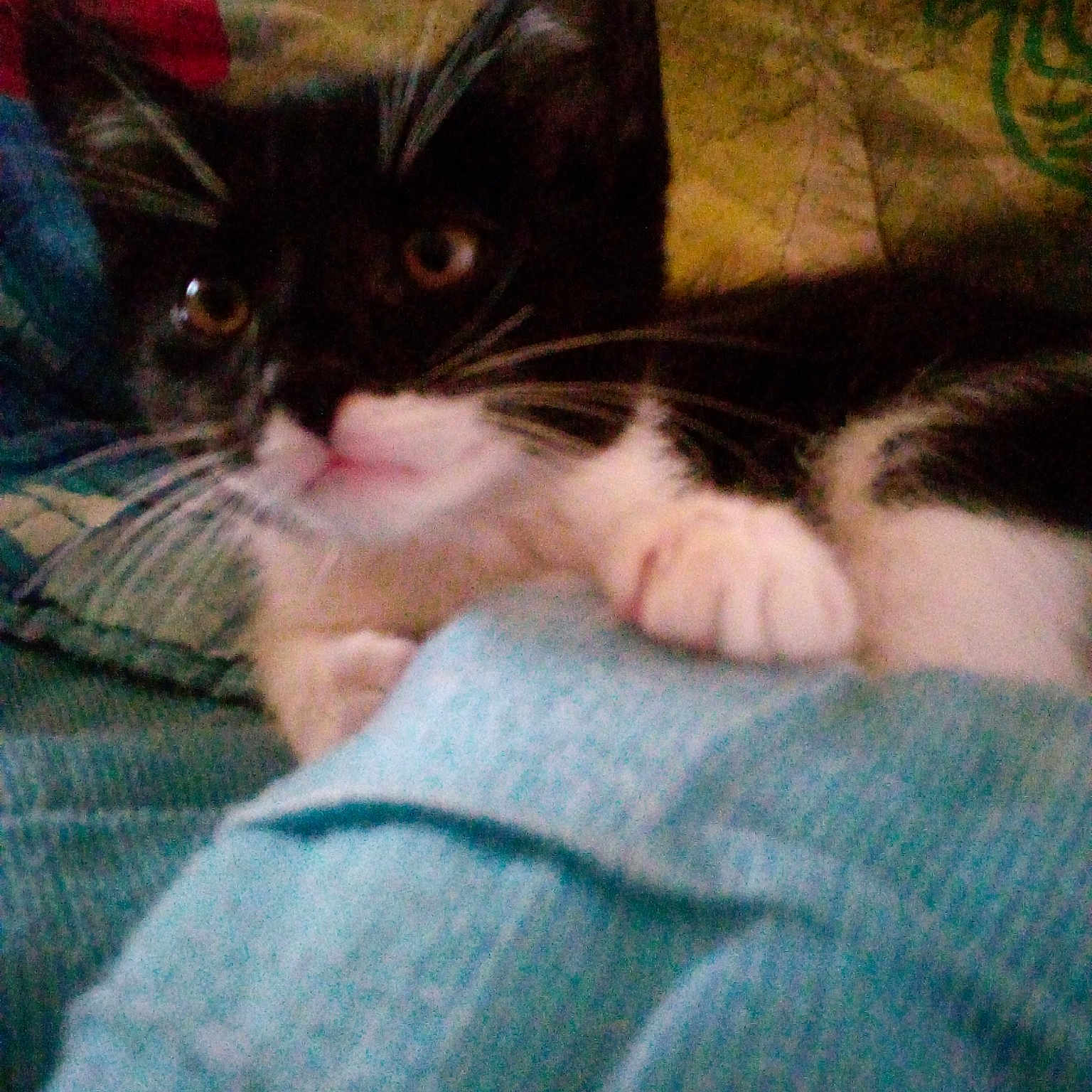 Roxa