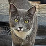 cat, gray_cat, white_chest, yellow_eyes, whiskers, outdoor, curious, pet, animal, feline, closeup, portrait, standing, looking_at_camera, fur, mammal, domestic_animal, whiskers_visible, alert, nature