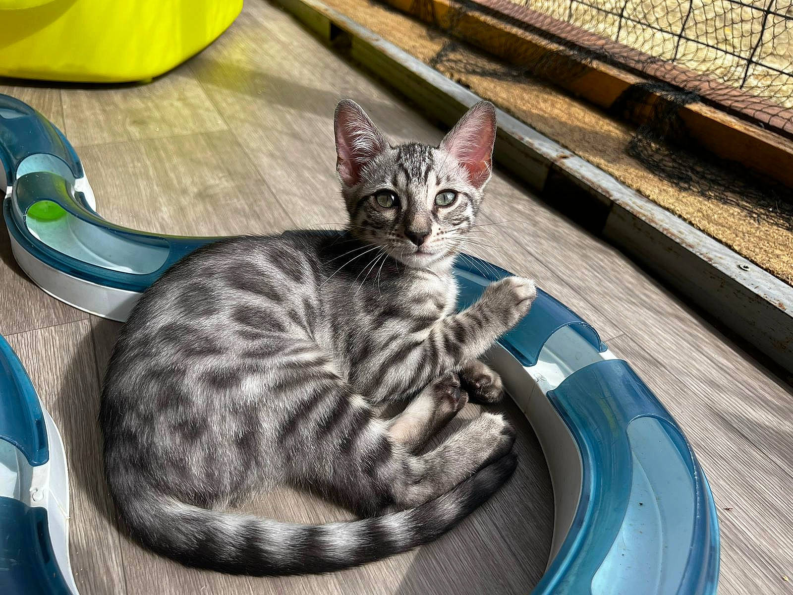 Urkann participe au concours pour gagner de l'argent avec cette photo : carnivore, cat, cat_bed, cat_supply, comfort, dishware, domestic_short_haired_cat, felidae, flooring, fur, paw, plate, small_to_medium_sized_cats, snout, tableware, tail, terrestrial_animal, whiskers, wood