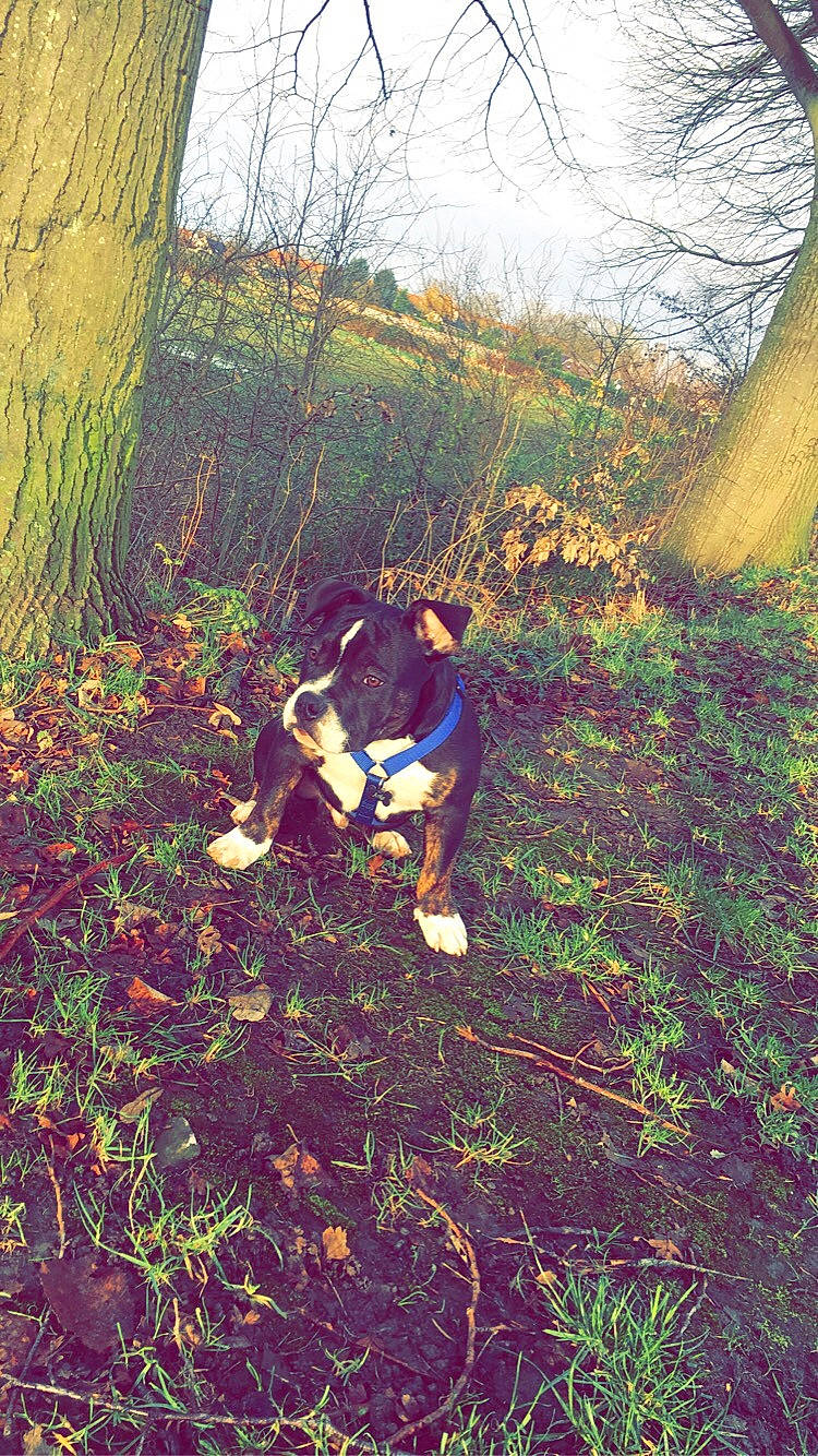 Arko a rejoint le concours — aidez-le/la à gagner de superbes lots ! carnivore, dog, forest, grass, grass_family, grassland, groundcover, landscape, meadow, natural_landscape, people_in_nature, plant, plant_community, shrub, sky, tints_and_shades, tree, trunk, twig, wood