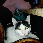 Ali is registered to the contest to win money with this photo: animal, black_and_white, cat, chair, countertop, domestic, ears, face, feline, fur, granite, indoor, person, pet, pink_shirt, relaxing, resting, whiskers, wood, yellow_eyes