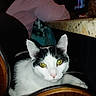 animal, black_and_white, cat, chair, countertop, domestic, ears, face, feline, fur, granite, indoor, person, pet, pink_shirt, relaxing, resting, whiskers, wood, yellow_eyes